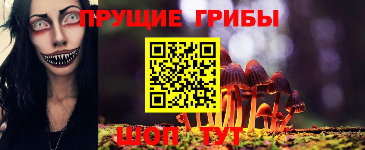 дарнет шоп  Ахтубинск  Галлюциногенные грибы Psilocybine cubensis 